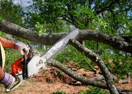 Reliable St Joseph, MI  Tree Services Solutions